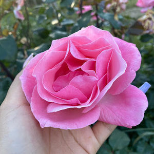 Meet your Posher, Carlos